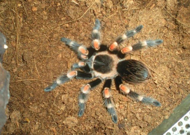 B. smithi