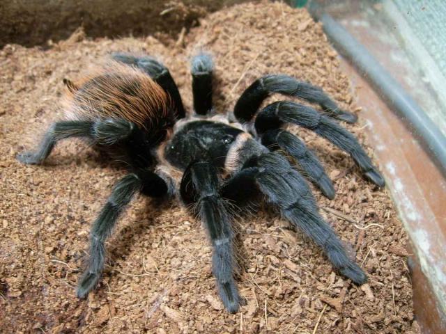 brachypelma vagans