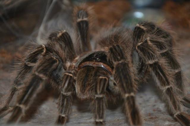 Lasiodora parahybana