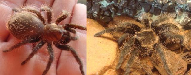 B. albopilosum