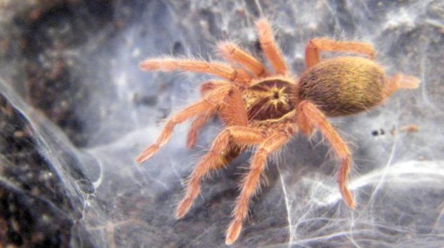 h. incei