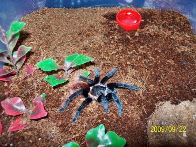 B. vagans