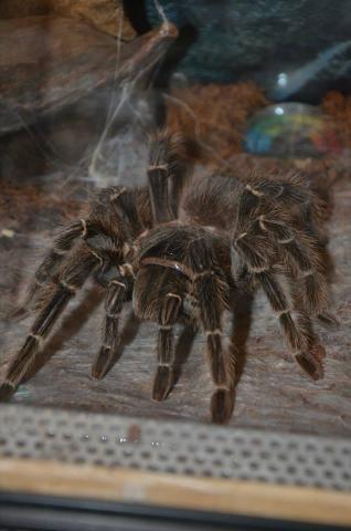 Lasiodora parahybana