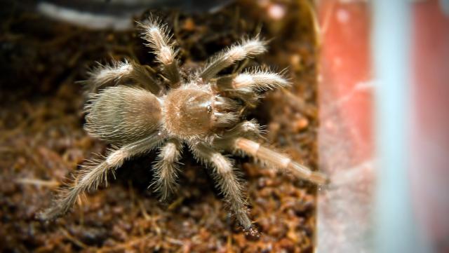 Iškart po įkurtuvių. Brachypelma smithi L5