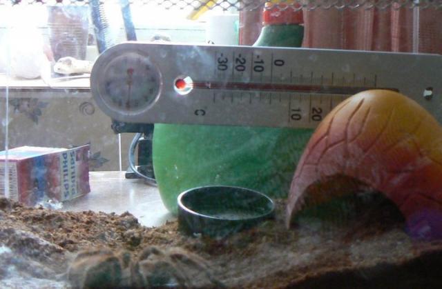 g.rosea