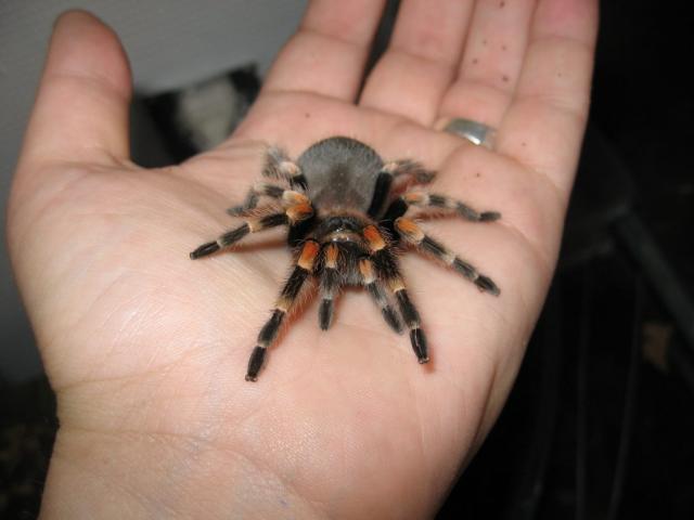 Brachypelma smithi