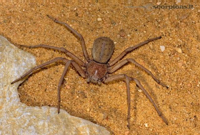 Sicarius terrosus