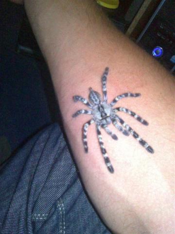 p. regalis