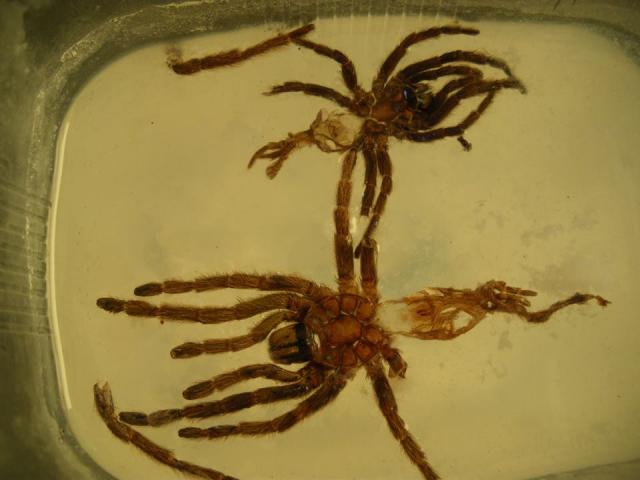 H. incei ir H. villosella l8 pateles