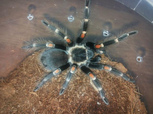 Brachypelma auratum 