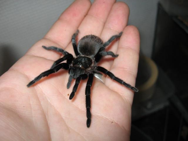 Brachypelma vagans