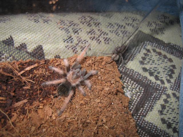 b. emilia