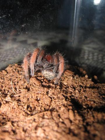 b. emilia