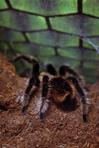 Alpobilosumas