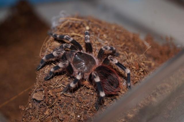 Acanthoscurria geniculata