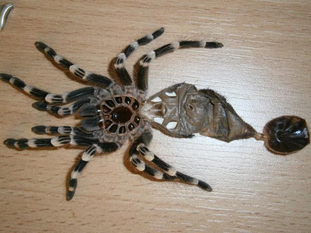 A.Geniculata l8 