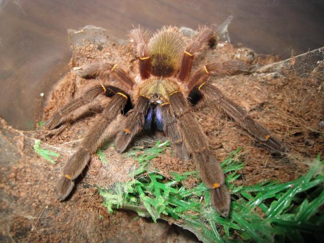 Ephebopus cyanognathus L9