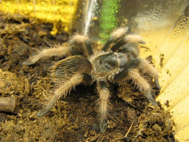 Brachypelma Unknown ;o)