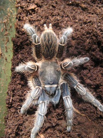 A. seemanni