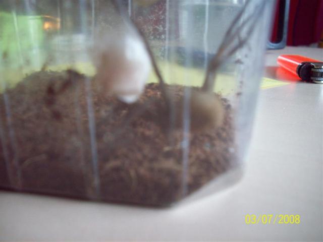 Heteropoda venatoria