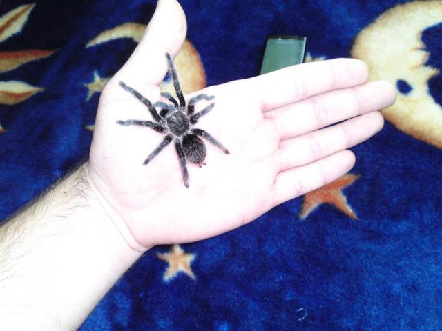 Brachypelma albopilosum