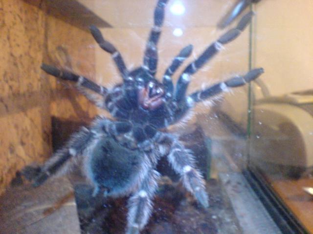 L. parahibana