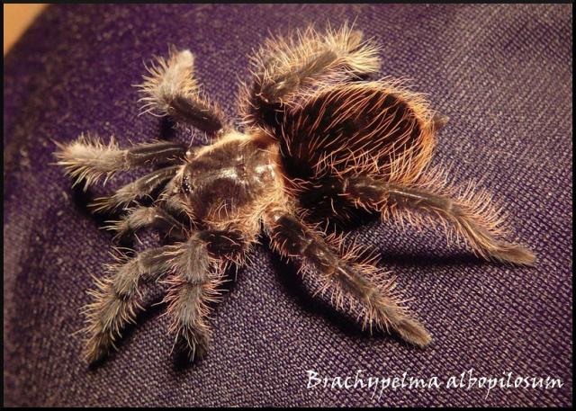 B. albopilosum