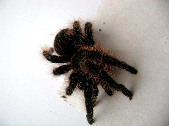 Albopilosum