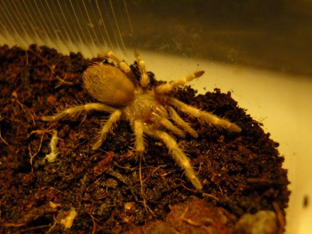 Nhandu Chromatus