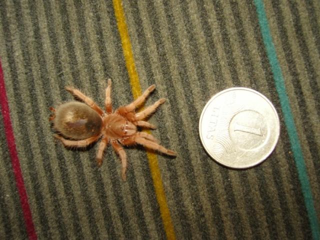 Grammostola rosea