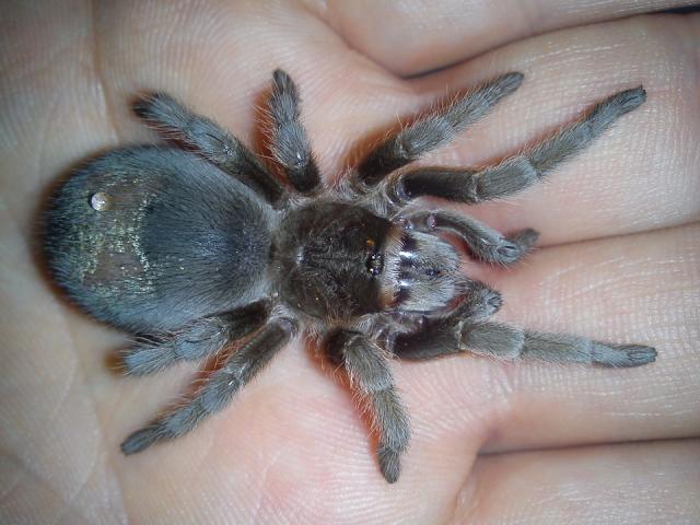 Grammostola Actaeon