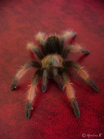 Brachypelma emilia