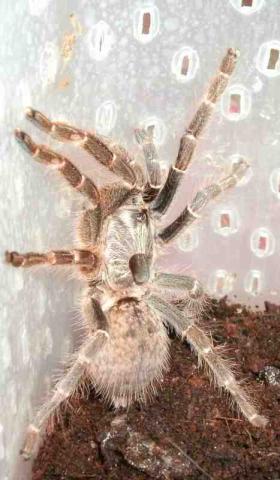 Ceratogyrus