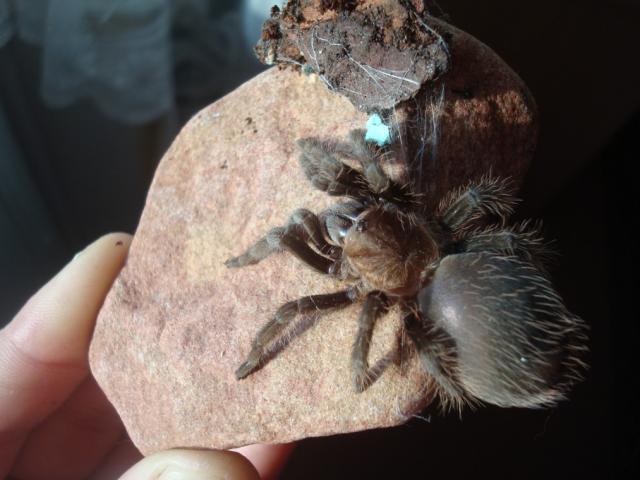 Brachypelma albopilosum