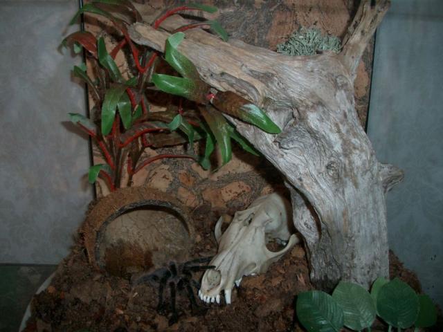 B.albipolosum