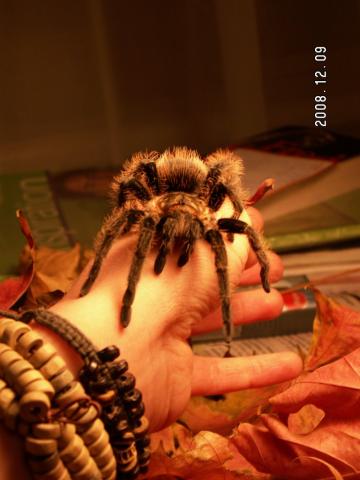 B. albopilosum