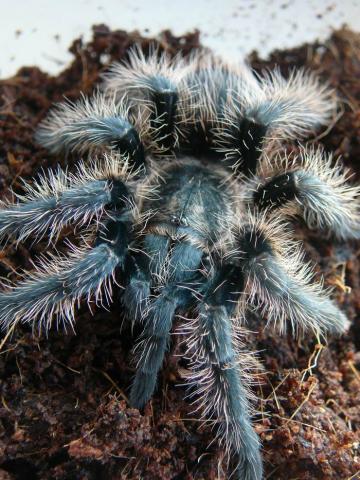 Albopilosum