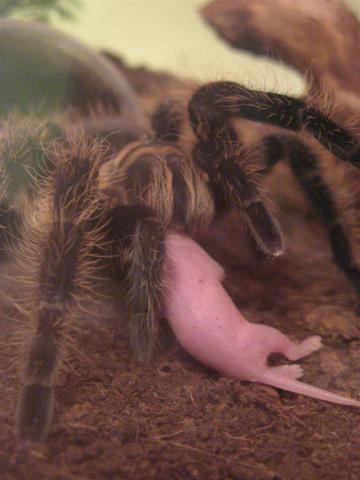 Albopilosum