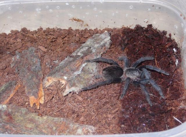 Brachypelma albipilosum