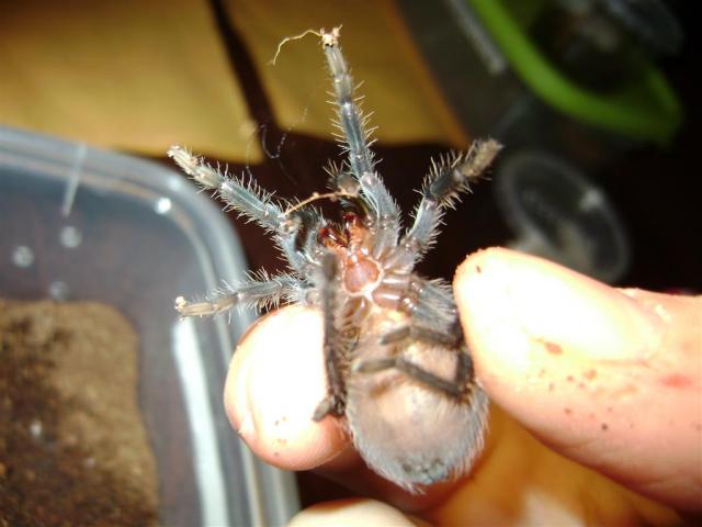 Rodom cheliceras 