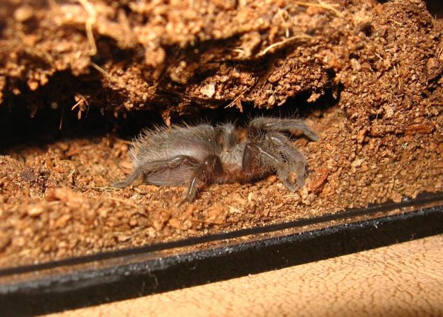 Brachypelma albopilosum