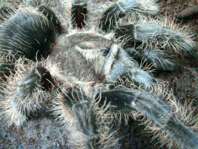 Albopilosumas