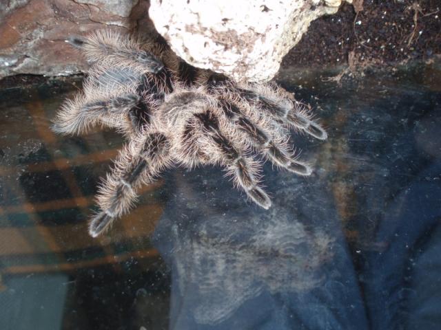 B. albopilosum