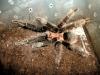 albopilosum_patin_t1.jpg