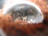 albopilosum_t1.jpg