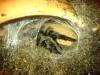albopilosum_t1_1.jpg