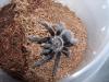 albopilosum_t1_1_2.jpg