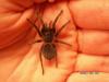 albopilosum_t1_1_2_3.jpg