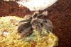 Spausk peržiūrai albopilosum_t1_1_2_3_4_5.jpg