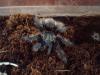 albopilosum_t1_1_2_3_4_5_6.jpg